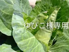 ゆぴこ様専用ページになります。
