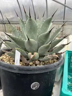 アガベ ホリダ 極上株 極上強刺 Agave horrida 球状株 - メルカリ