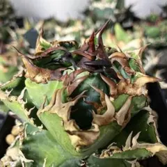 DD209 多肉植物 アガベ チタノタ 台湾GODZILLA ゴジラ 狂刺子株のサムネイル