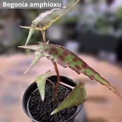 ベゴニア・アンフィオクサス Begonia amphioxu②のサムネイル