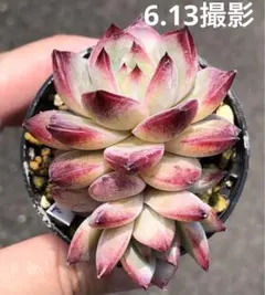 ホワイトターラ様 リクエスト 2点 まとめ商品