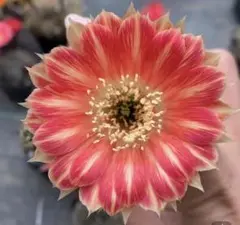 花サボテン【白檀】、カキコ_昭和_2006 - メルカリ