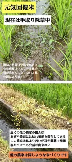 手取り除草 納得しない米は作らない 7年産コシヒカリ 玄米10㎏特別