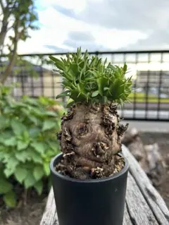 本日値下げ！！　ユーフォルビア　ムランジーナ　発根済み　検　パキプス　グラキリス ユーフォルビア ムランジーナ 【発根済み】RF231972(T) | RAFLUM