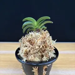 富貴蘭曙青海 - メルカリ