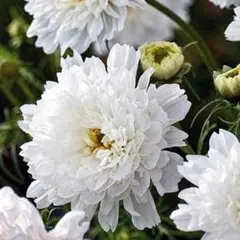 コスモス　スノーパフ　種子　花の種のサムネイル