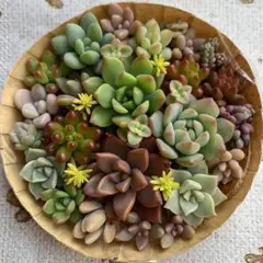 多肉植物カット苗いろいろ種類詰め合わせ 寄せ植えセット②