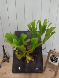 えるふら様専用ページX920ビカクシダ Mサイズ リドレイ 現地球3/23輸入