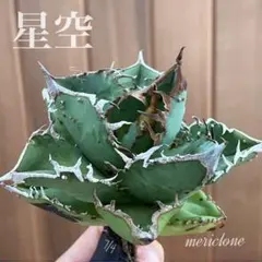 種子】アガベ オテロイ厳龍種子100粒 メキシコオアハカ産 2025年6月