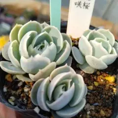 2025年最新】シムランスラグナサンチェスの人気アイテム - メルカリ