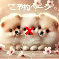 ポメラニアン、柴犬、マルチーズ、トイプードル、シーズ、チワワと