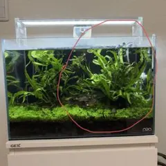 2026年最新】ミクロソリウム サラワクの人気アイテム - メルカリ