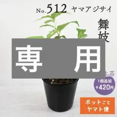 ポットごとヤマト便521】ヤマアジサイ 充実株 津江てまり - メルカリ