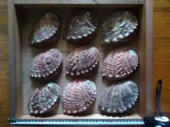 螺鈿細工用 アワビ貝 18枚セット 工芸素材 螺鈿細工用 アワビ貝 18枚セット 工芸素材 - メルカリ