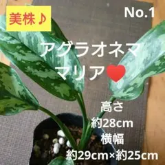 えみなっくぅ様 リクエスト 2点 まとめ商品