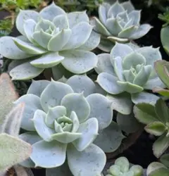 多肉植物 めでるさん苗 楚々 3セット☆ - メルカリ