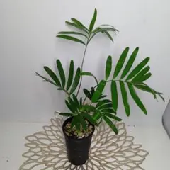 2025年最新】ザミア フロリダーナの人気アイテム - メルカリ