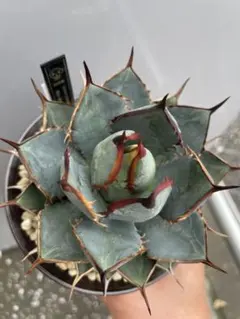 姫雷帝×（瀧雷×紫乃君）特別選抜 アガベ子株ハイブリッドhybrid agave
