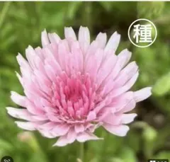 2026年最新】たんぽぽの人気アイテム - メルカリ