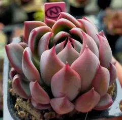 た*代様 ②　赤鬼　ミックスベリア　おらいさん　土付き発送　多肉