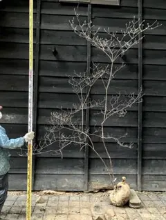 2026年最新】山採り ツツジの人気アイテム - メルカリ