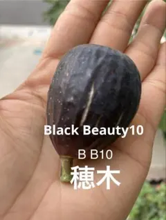 2025年最新】BB10 イチジクの人気アイテム - メルカリ