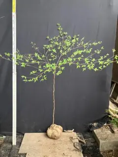 エゾヤマザクラ　素掘り苗　1　一桁値下げしますのでコメントください エゾヤマザクラ 素掘り苗 1 一桁値下げしますのでコメントください