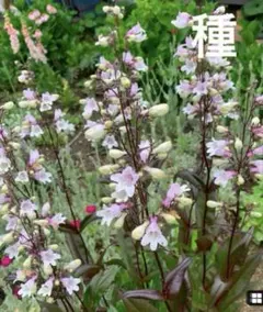 ころころ様 リクエスト 4点 まとめ商品