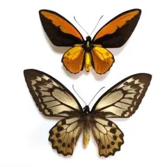 2026年最新】トリバネアゲハ 標本の人気アイテム - メルカリ