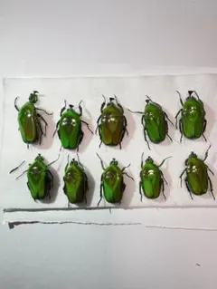 お得なパッキング標本セット　ランキフェル　ハムシ　ドヘルティ　ニジイロカナブン等 お得なパッキング標本20匹セット！ ランキフェル、ドヘルティ