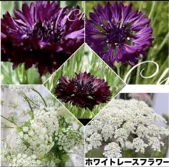 ❤️セントーレアブラックボール種 ２０粒➕ホワイトレースフラワー 種４０粒