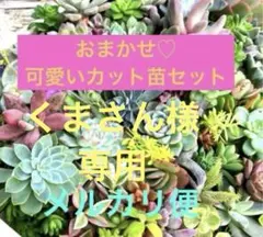 くまさん様 リクエスト 2点 まとめ商品
