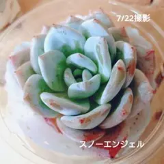 【レア種】スノーエンジェル エケベリア 多肉植物 カット苗のサムネイル