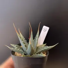 2025年最新】アガベ エボリスピナの人気アイテム - メルカリ