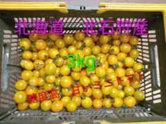 新鮮　北海道北石狩産　スイートミディイエロー　3kgのサムネイル