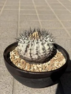 2025年最新】コルムナアルバの人気アイテム - メルカリ