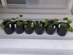 Makoto Ueda様 リクエスト 2点 まとめ商品