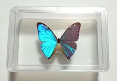 蝶標本 ザルモクシスオオアゲハ - メルカリ