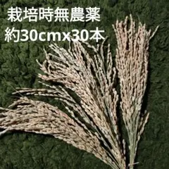 稲穂　ドライ　30本