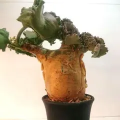 キフォステンマ マクロプス 現地球 発根済み 塊根植物 パキプス グラキリス recommend】キフォステンマ マクロプス Cyphostemma uter var