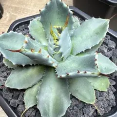 アガベ A-38特白肌怒雷神×屈原 子株 Hu Plantsタグ付き - メルカリ
