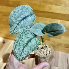 2026年最新】スキンダプサスの人気アイテム - メルカリ