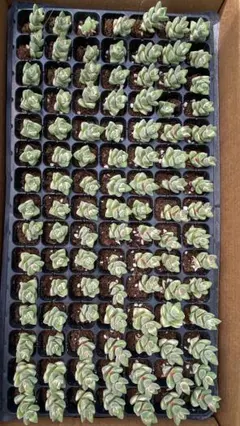 CY1263　紀の川錦　105苗　多肉植物　土と根付き エケベリア 韓国苗