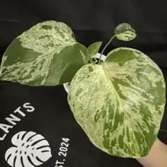 モンステラデリシオーサ バルバソウ urbanjungle 産 - メルカリ