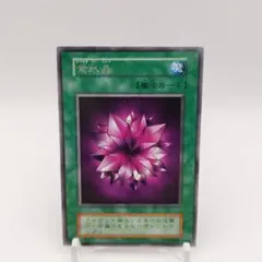 ヴァイスシュヴァルツブラウ 宝石の輝き XANXUS RR 3枚 (＋N 8枚