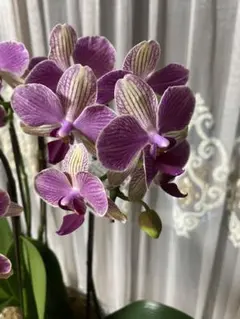 ☆胡蝶蘭☆ファレノプシス☆ミディー☆蘭工房☆訳あり☆希少☆8ポットセット Amazon｜鉢花 胡蝶蘭 ファレノミディ ホワイト ピンク 2本立ち 陶器