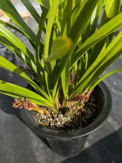 2026年最新】キンリョウヘン 花の人気アイテム - メルカリ