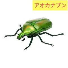 お得なパッキング標本セット　ランキフェル　ハムシ　ドヘルティ　ニジイロカナブン等 2025年最新】カナブン 標本の人気アイテム - メルカリ