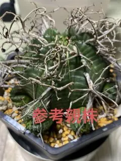 2026年最新】スーパーバリダの人気アイテム - メルカリ