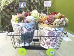Hセット　ハンドメイド多肉植物寄植え　ワゴンタイプ　北欧柄　花柄